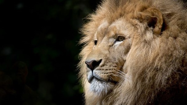 百獣の王ライオンの画像