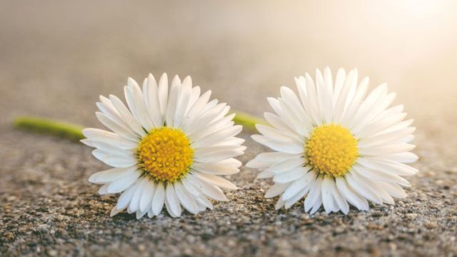 ふたつ並んだキレイなマーガレットの花の画像