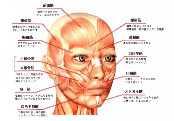 各表情筋の名前と役割